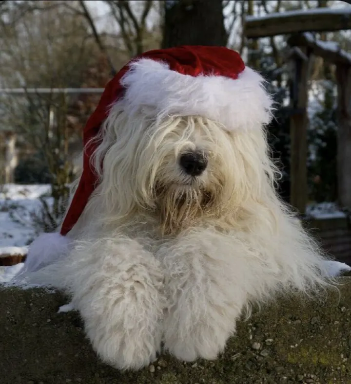 Mũ Noel lông mềm