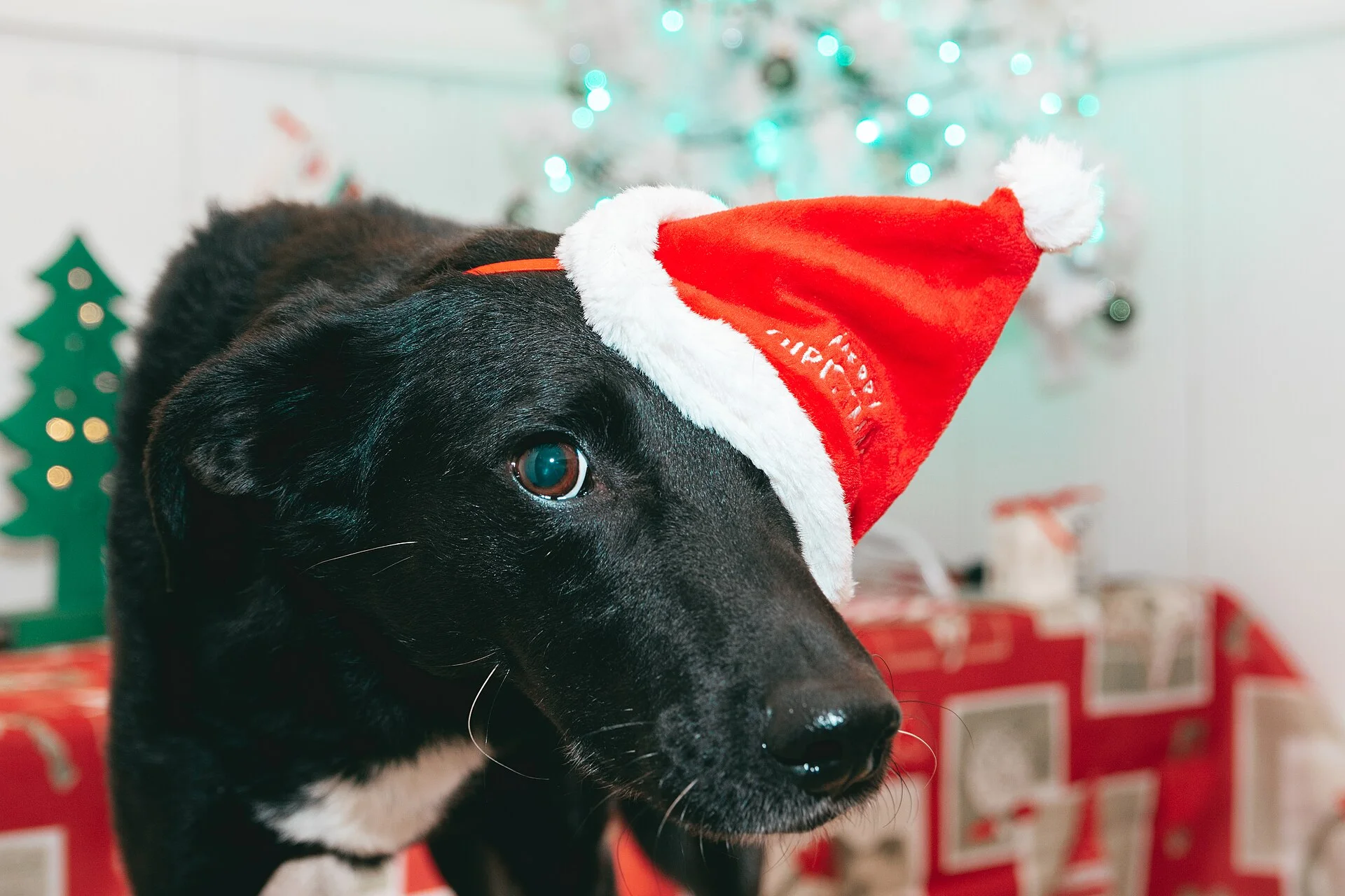 Na: Na đón Noel đầu tiên